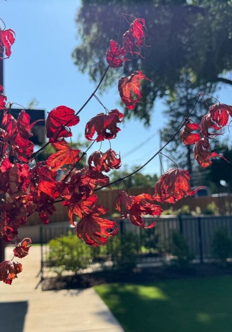 Medford, OR Commercial Landscape Maintenance