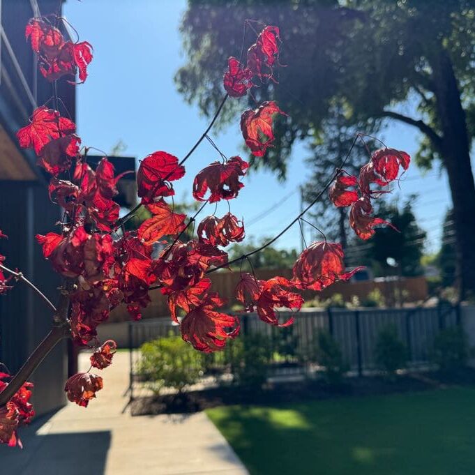 Medford, OR Commercial Landscape Maintenance