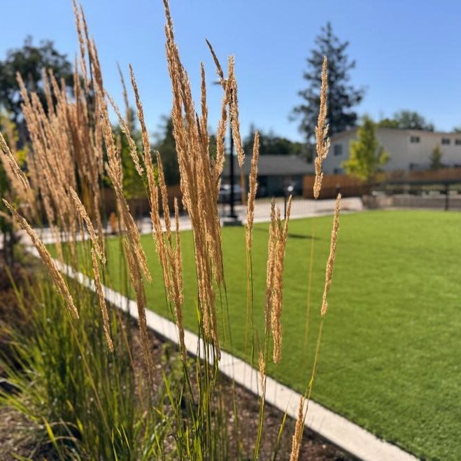 IMG 3673 Medford, OR Sod & Turf Management Services