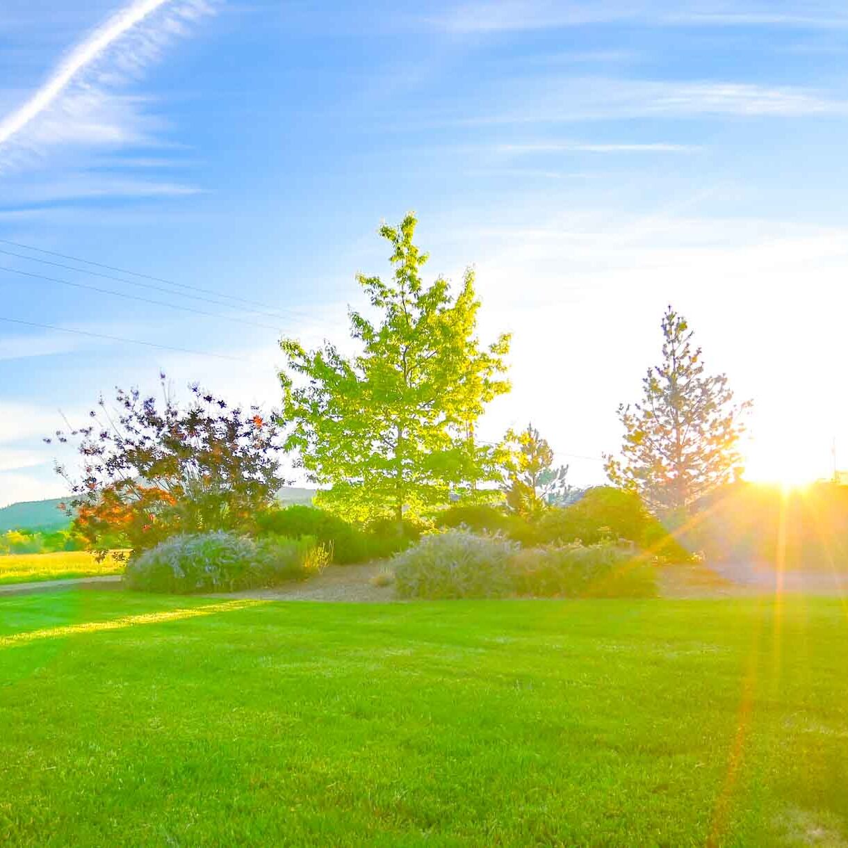 ROGUE CU N Phoenix 0637 02