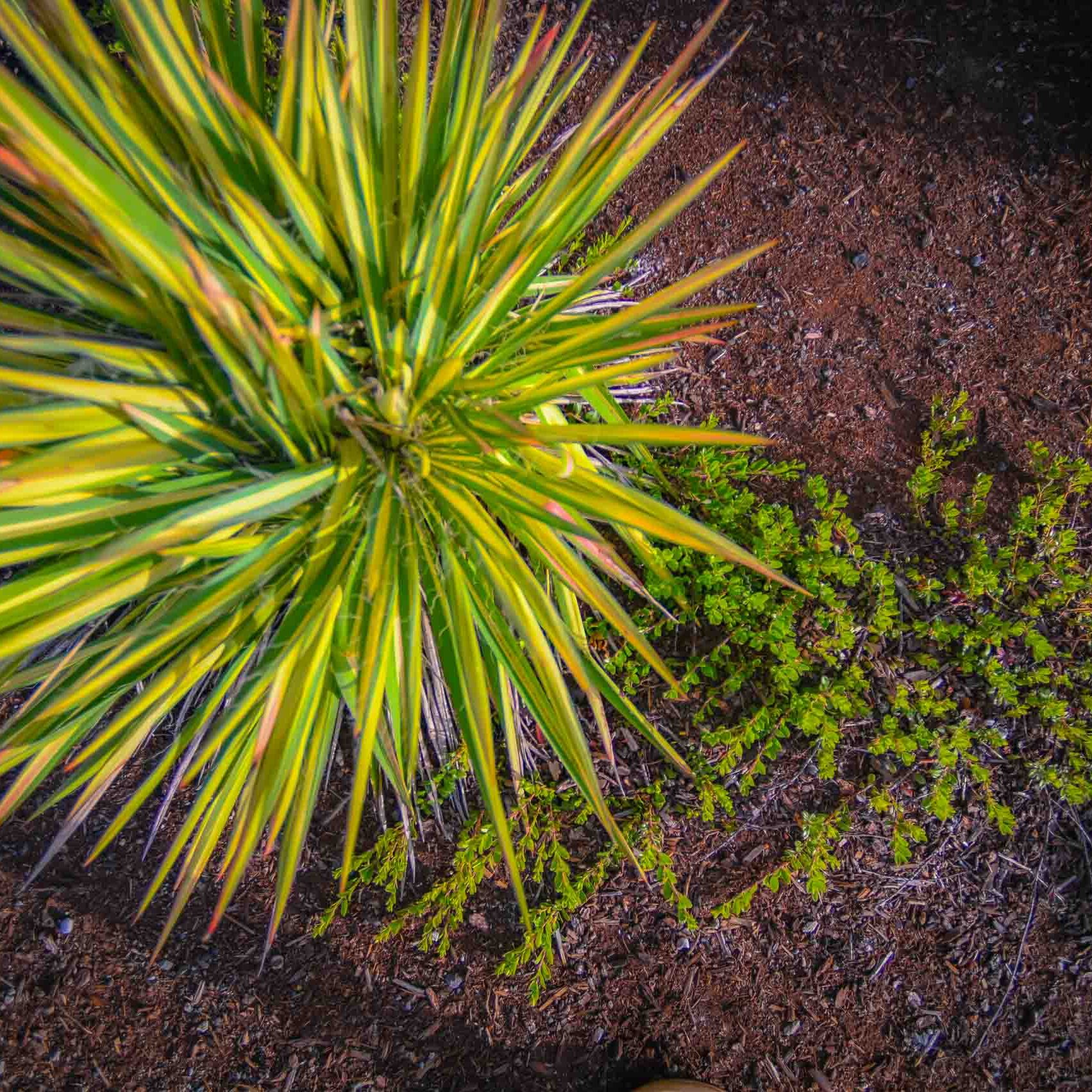 Medford, OR Commercial Landscaping Companies